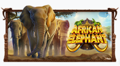 아프리칸 엘리펀트